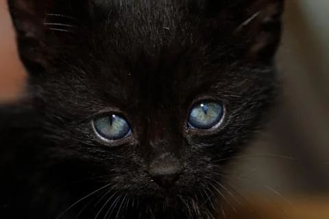 Black kitten Stock Photos