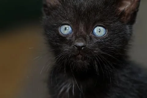 Black kitten Stock Photos