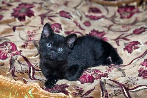 Black kitten. Foto stock