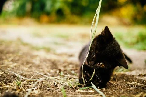 Black kitten Foto stock