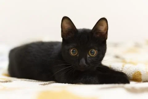 Black kitten Stock Photos