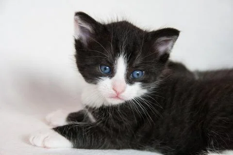 Black kitten Stock Photos