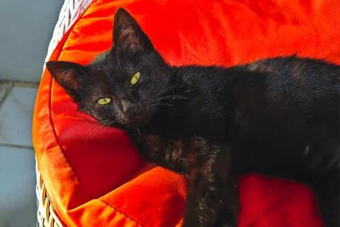 Black kitten Stock Photos