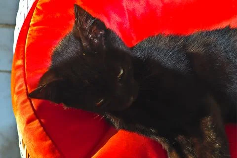 Black kitten Stock Photos
