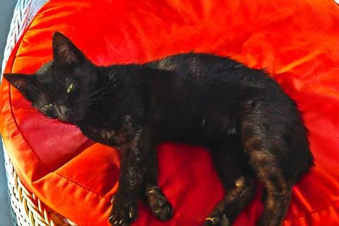 Black kitten Stock Photos