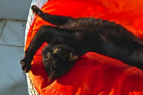 Black kitten Stock Photos