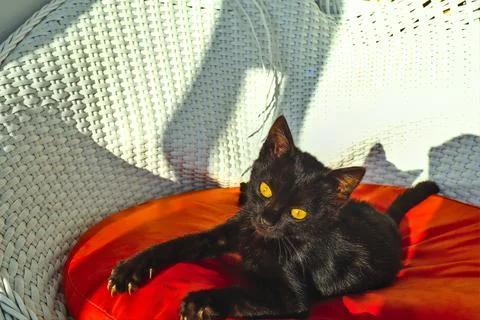Black kitten Stock Photos