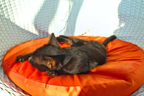 Black kitten Stock-Fotos