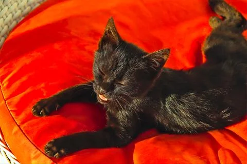 Black kitten Stock Photos