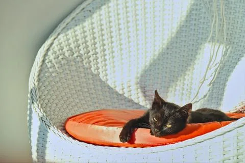 Black kitten Foto stock