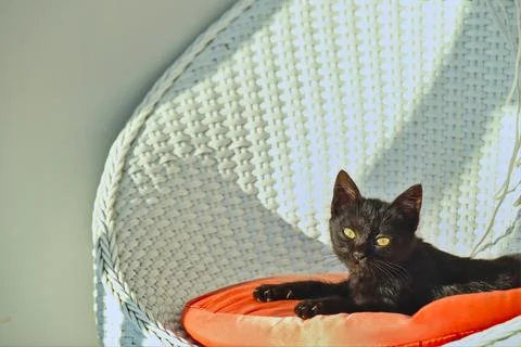 Black kitten Stock Photos