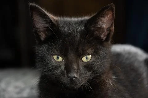Black  kitten Foto stock