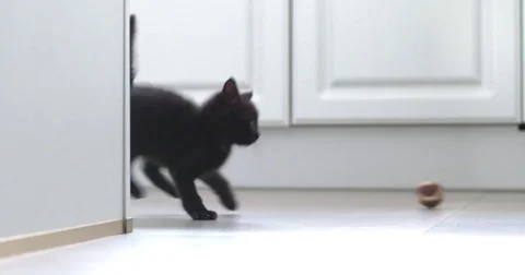 Black kitten playing with a ball in the kitchen slow motion Stock Footage 80807409