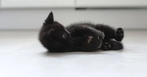 Black kitten playing with ball slow motion Stock-Footage 80807990