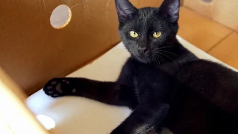 Black kitten playing in a box Stock Footage 105271833