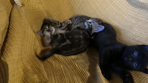 Black kitten playing with camera Vídeo Stock 241771445