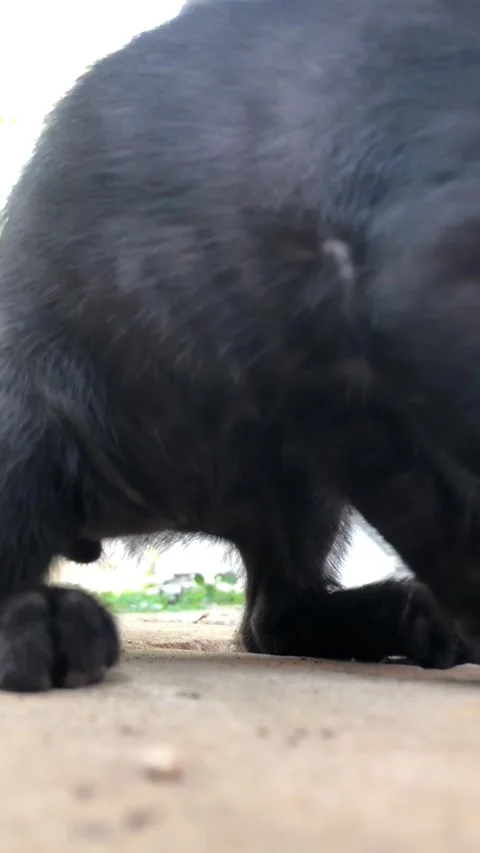 Black kitten is playing Stock Footage 220824147