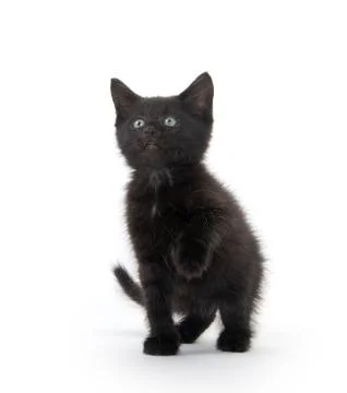 Black kitten playing Stock Photos