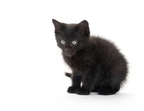 Black kitten playing Foto stock