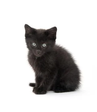 Black kitten playing 스톡 사진