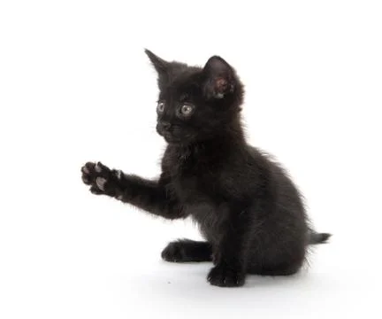 Black kitten playing Fotos de archivo