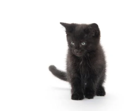 Black kitten playing Stock Photos