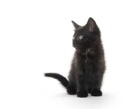 Black kitten playing Stock-Fotos