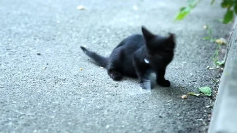 Black kitten playing with plastic wrap Stock Footage 103587413