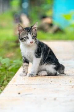 Black kitten playing in the yard Stock Photos