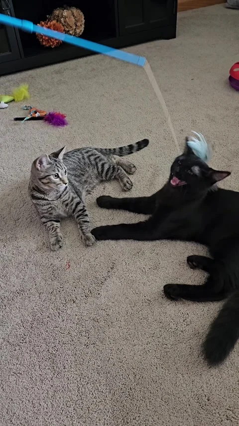 Black kitten plays with feather toy while striped kitten watches vertical video Stock Footage 335602211