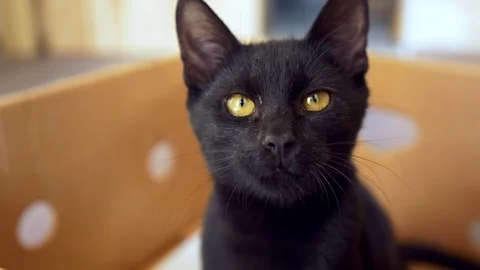 Black kitten portrait looking at camera Видео 105272093