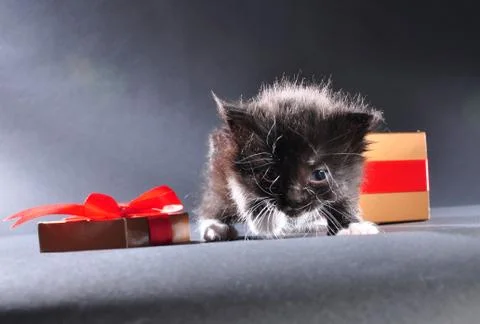 Black kitten from present box Stock Photos