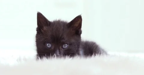 Black kitten resting on a fluffy pillow Video stock 80807896