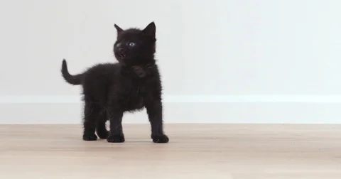 Black kitten searching and walking of in a room Stock Footage 80807339