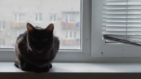 A black kitten is sitting on the windowsill Stock Footage 255562081
