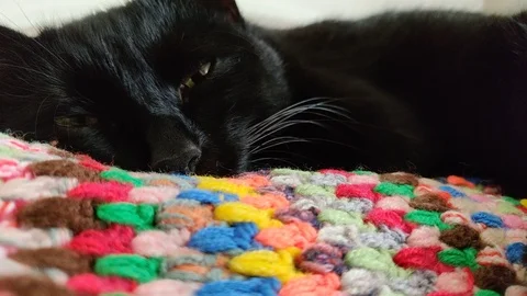 Black kitten sleeping Stock Footage 117172463