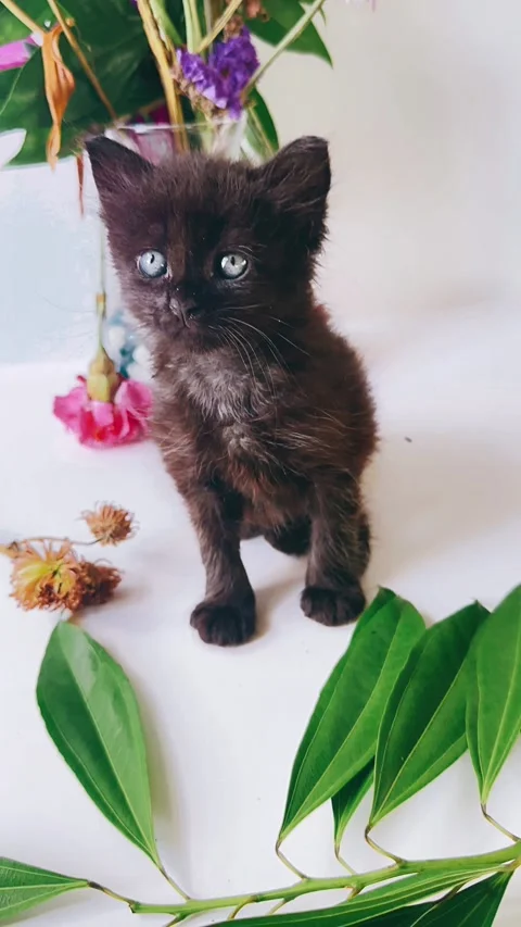 Black kitten, studio setting, flowers, background, gorgeous kitten, Stock Footage 290800551