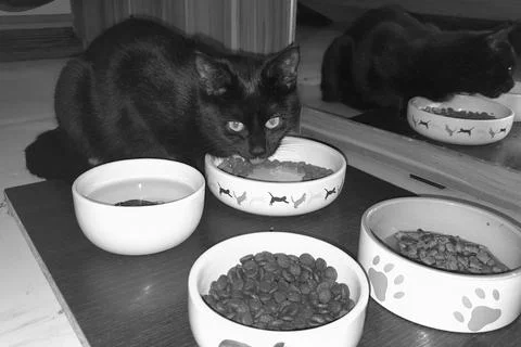 Black kitten Violka II. eats in bedroom in Chomutov in Czechia on 18. Decem.. Foto stock