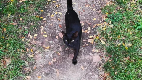 Black kitten walking the path Stock Footage 161341919