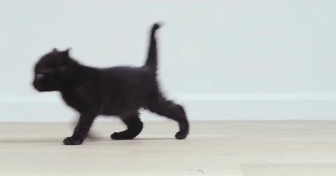 Black kitten walking from right to left in a bright room Stock Footage 80807428