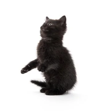 Black kitten on white 스톡 사진