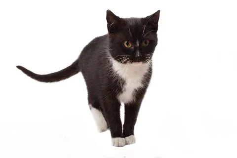 Black kitten,looking white background Stock Photos