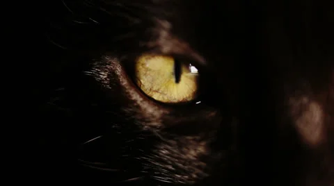 Black Kittens Eye 스톡 동영상 24977588