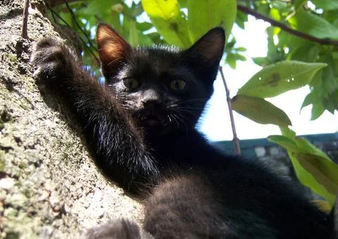 Black Kitty Stock Photos