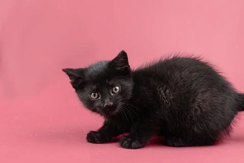 Black kitty portrait Stock Photos