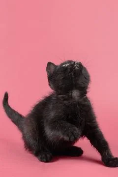 Black kitty portrait Stock-Fotos