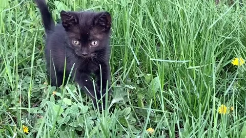 A black Kitty sitting on top of a grass covered field. Stock Footage 131215685