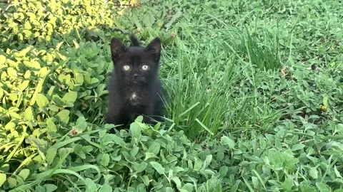 A black Kitty sitting on top of a grass covered field Stock Footage 131215741
