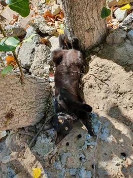 A black Kitty in the yard Stock Photos