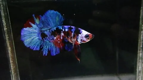 Black koi galaxy blue betta fish Stock-Footage 231284149